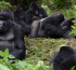 Gorilla tourism rebounds as Covid-19 recovery continues