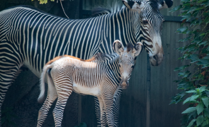 Lincoln Park Zoo Welcomes Endangered Grevy’s Zebra Foal, a Ray of Hope for Species Survival