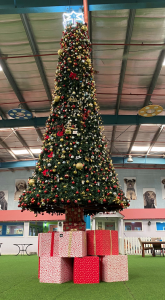 Luxury pet resort gears up to board an extra 150 festive furry friends