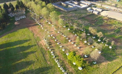 27 Trees get a New Home at Brahman Hills