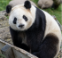 Meet the World’s New Big Five: The Wild Animals Travellers Most Want to See