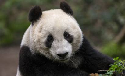 Process Begins for Giant Pandas Potential Return to the San Diego Zoo