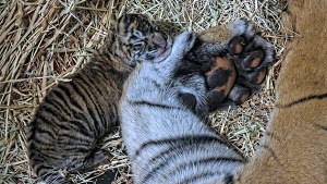 San Diego Zoo Wildlife Alliance Celebrates the Birth of Two Sumatran Tiger Cubs at the San Diego Zoo