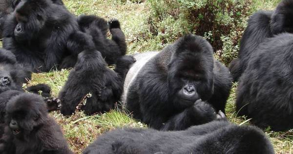 Ugandans Plant Trees to Protect Gorilla Habitat