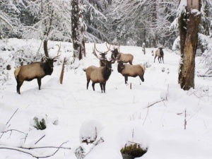 Pierce County Invites Winter Travelers to Find Solitude and Snow in the “Snow Seeker” Itinerary