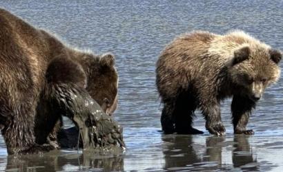 New Bear Watch Tours in Alaska Promise Unforgettable Wildlife Encounters