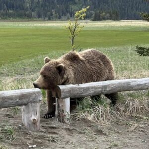 Bearvieweingalaska.com offering a single day and multi-day Alaska Bear Viewing trips from Mid May