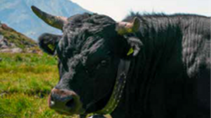 Pure Energy, Pure Escape: Verbier in Summer 2025