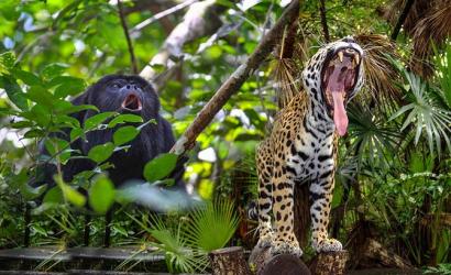 Exploring the Wonders of Wildlife at the Belize Zoo