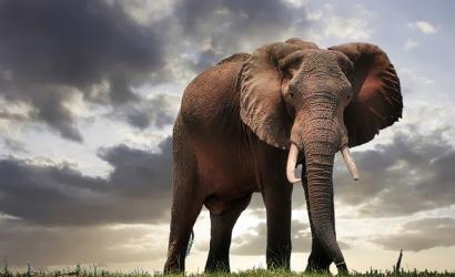 Exodus Travels Expands Support for Elephant Conservation Efforts