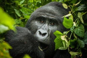Top 10 National Parks to Visit in Africa