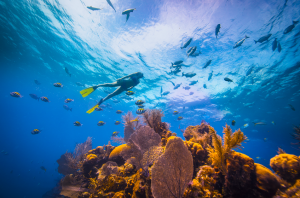 Belize’s Beyond Blue Summit: First national summit dedicated to diving and marine conservation