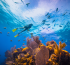 Belize’s Beyond Blue Summit: First national summit dedicated to diving and marine conservation