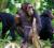 Landmark Census Confirms 426 Chimpanzees in Uganda’s Bwindi