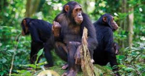 Landmark Census Confirms 426 Chimpanzees in Uganda’s Bwindi