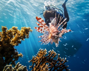 Responsible Tourism in the Belize Barrier Reef
