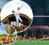 Kovalam to receive facelift