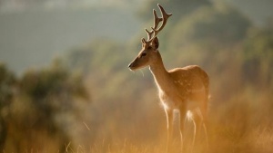 Lisbon’s Official Nature Route Unveiled