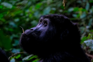 Uganda Unveils a Tourism App for Its Visitors