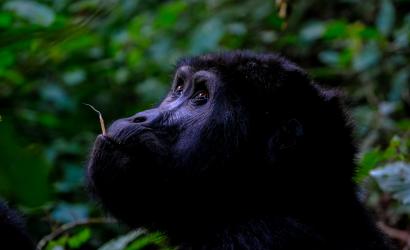 Uganda Unveils a Tourism App for Its Visitors
