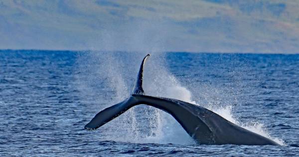 Whale Watching Adventures in Cabo San Lucas: A Complete Guide to the Best Tours