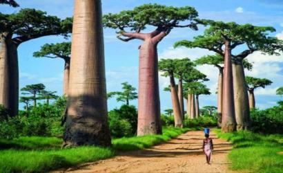 Madagascar: struggles and resilience of tourism sector post covid-19