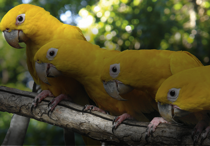 Brazil Sensations Triumphs at the 2024 World MICE Awards | Focus ...