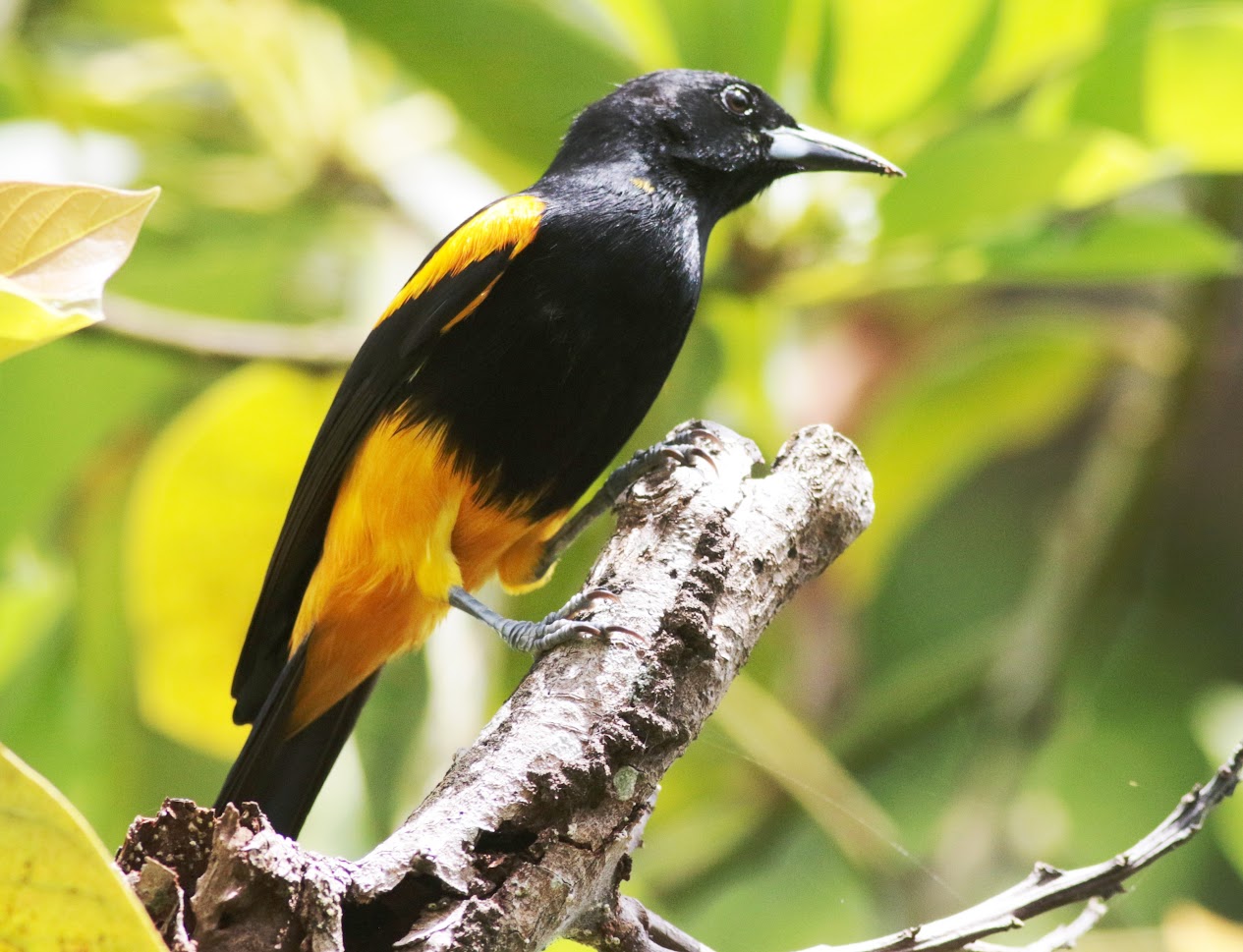 The Oriole