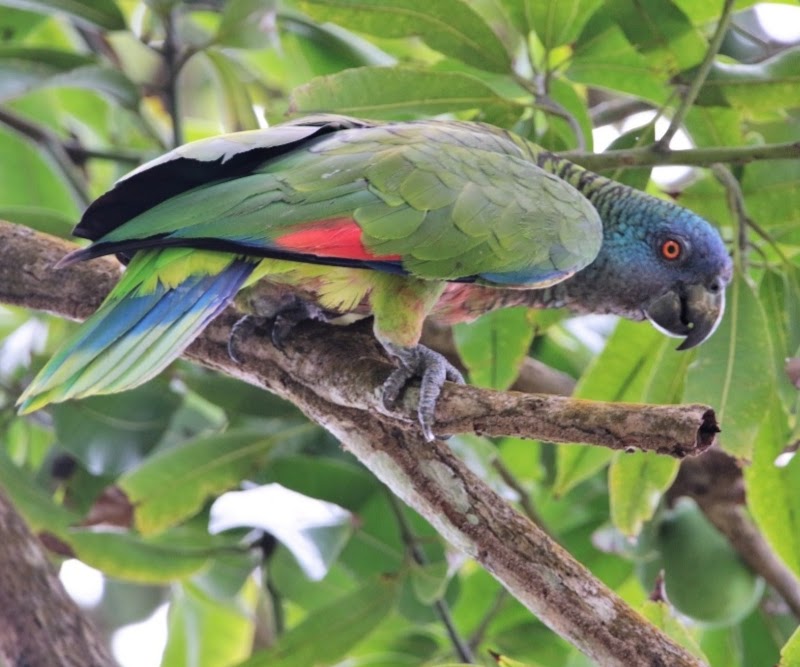 Saint Lucian parrot